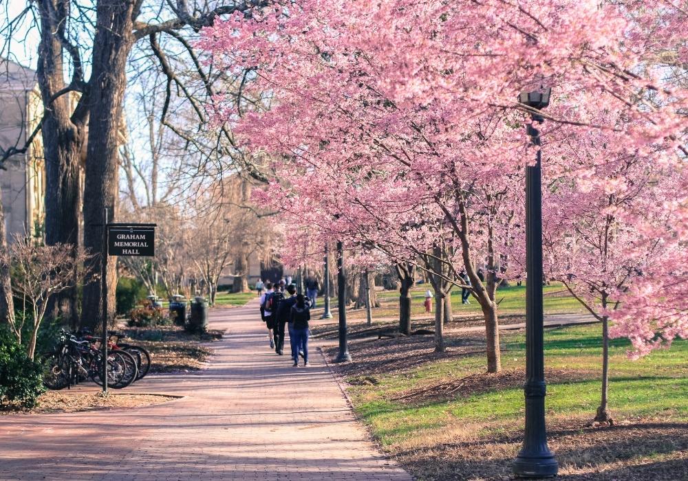 essays that worked unc chapel hill