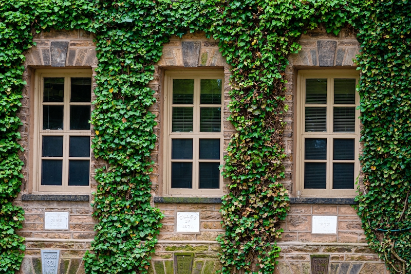 Which Schools Are Ivy League?