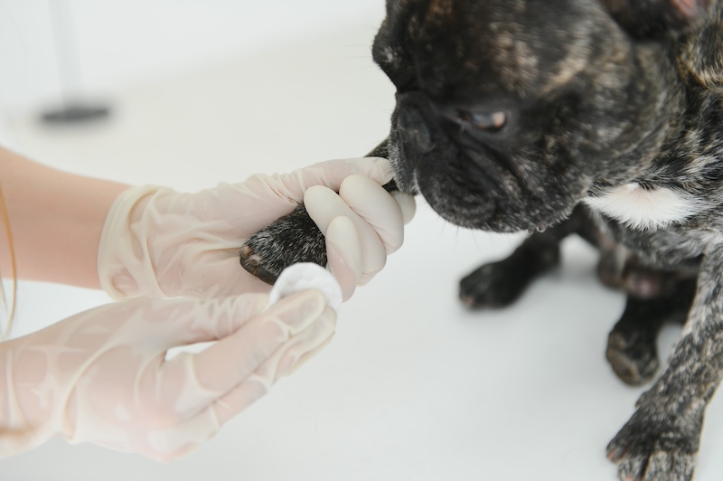 French Bulldog in a veterinary clinic. Veterinary medicine concept