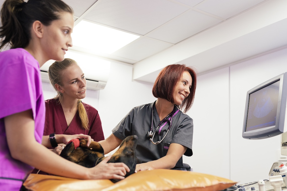 Veterinary team doctors are making a ultrasound scan of a cute beautiful dog. Veterinary Concept.